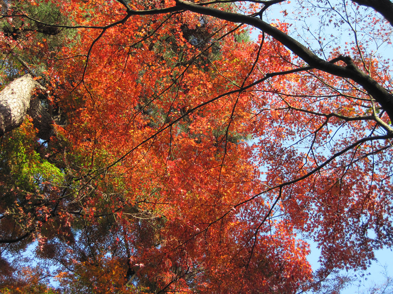 Los colores del otoño en el Palacio Imperial de Tokio