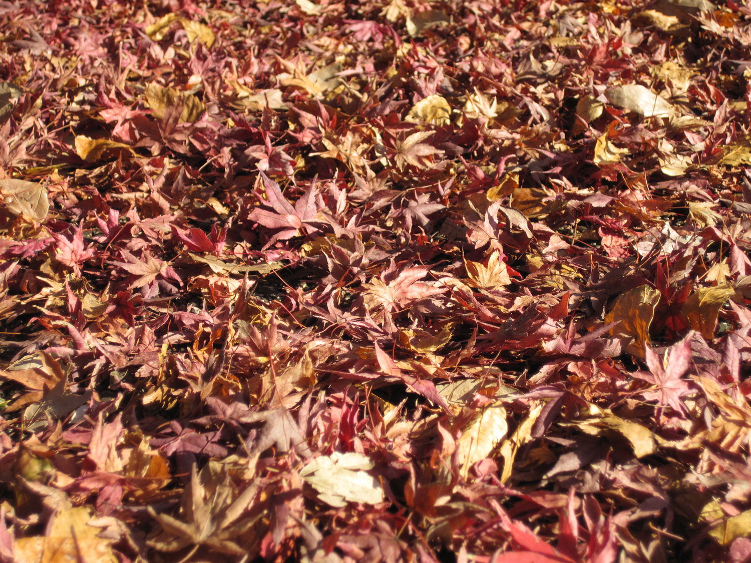 Los colores del otoño en el Palacio Imperial de Tokio