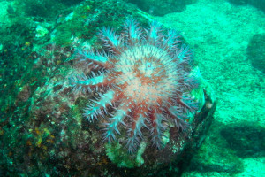 Una estrella de mar corona de espinas en Isla Coiba, Panamá