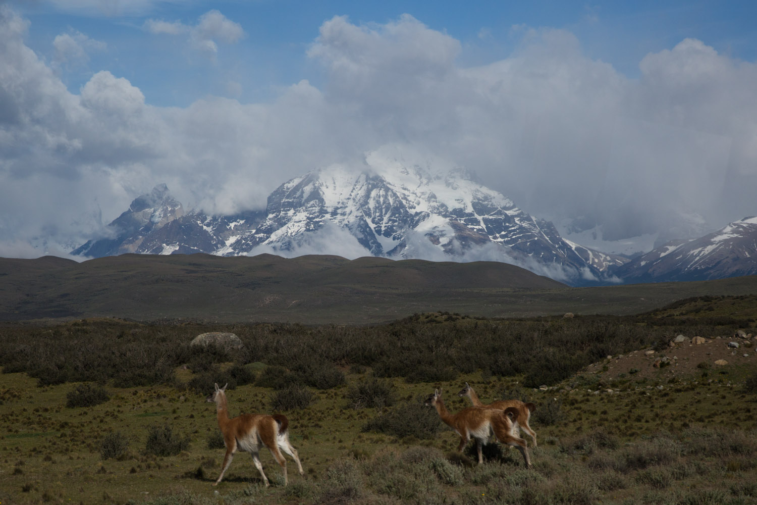 Guanacos y macizo del Paine, Chile
