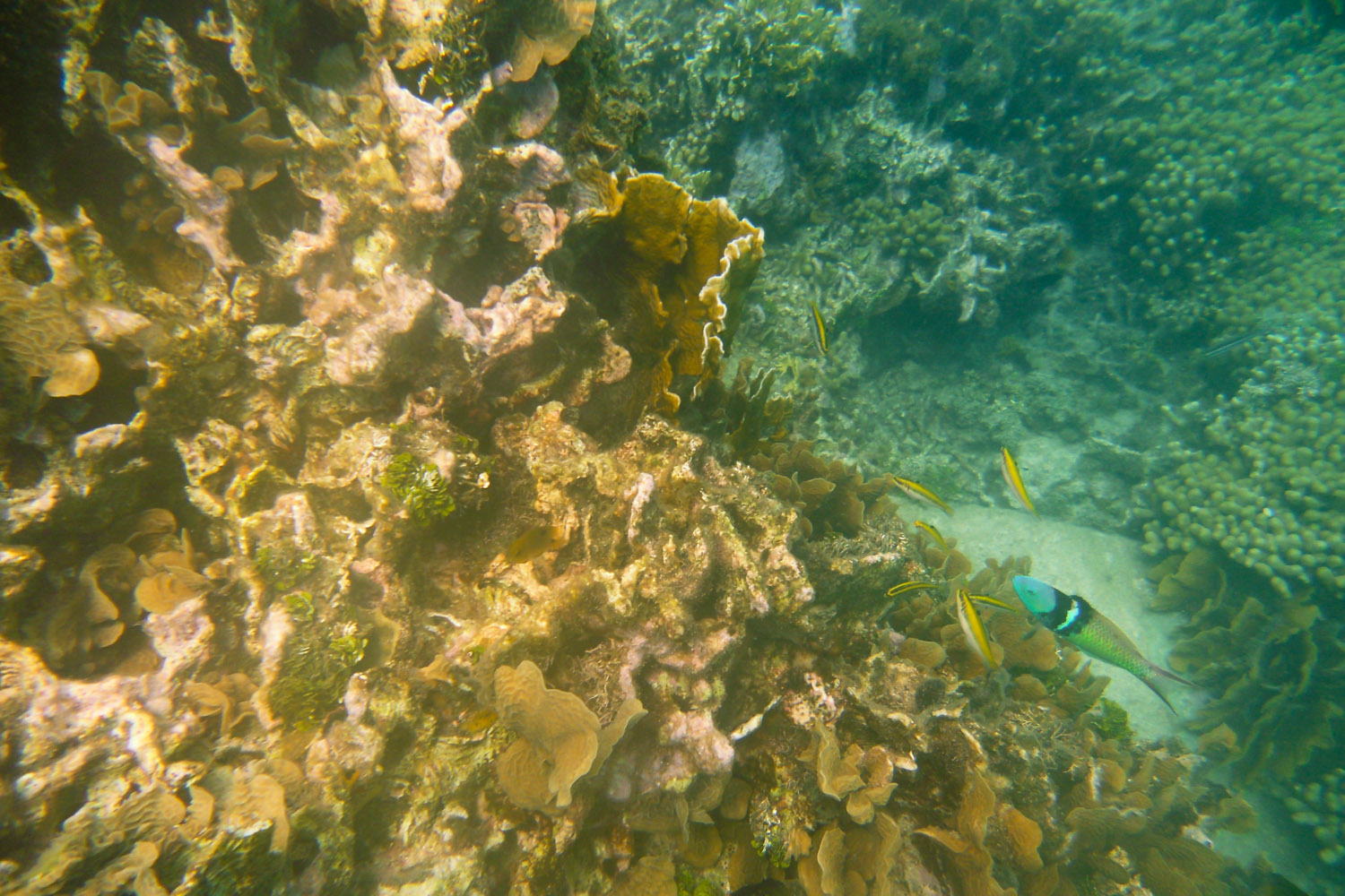 Arrecife de coral en Ordupdarbocuad, Panamá