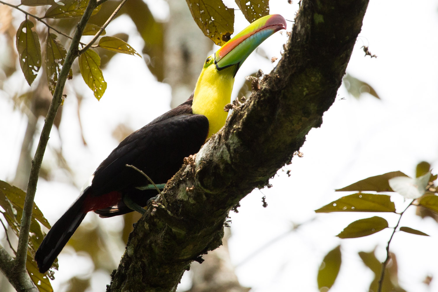 Tucán pico iris en el Parque Metropolitano de Ciudad de Panamá