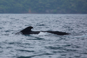 Dorso de una ballena jorobada en el archipiélago de Las Perlas, Panamá