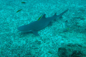 Tiburón de arrecife de punta blanca en las aguas del parque nacional Coiba, Panamá