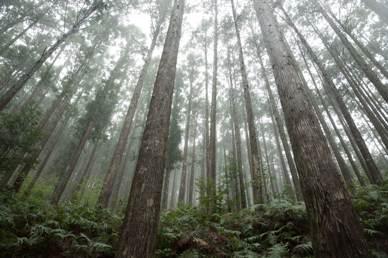 Bosque de cipreses entre Hosshinmon-oji y Kumano Hongu Taisha, Japón