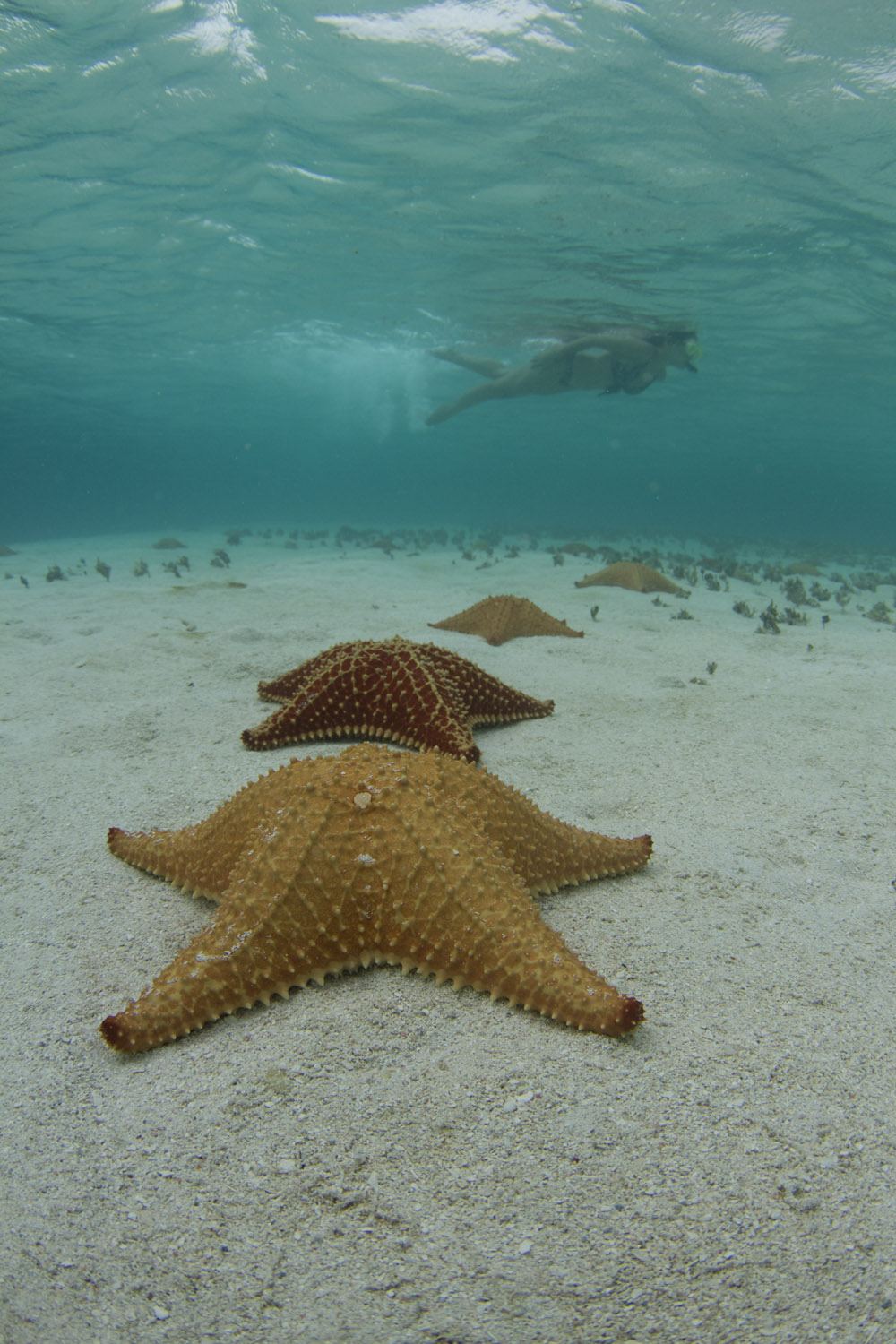 Estrellas de mar en un banco de arena conocido como piscina natural en Guna Yala o San Blas, Panamá