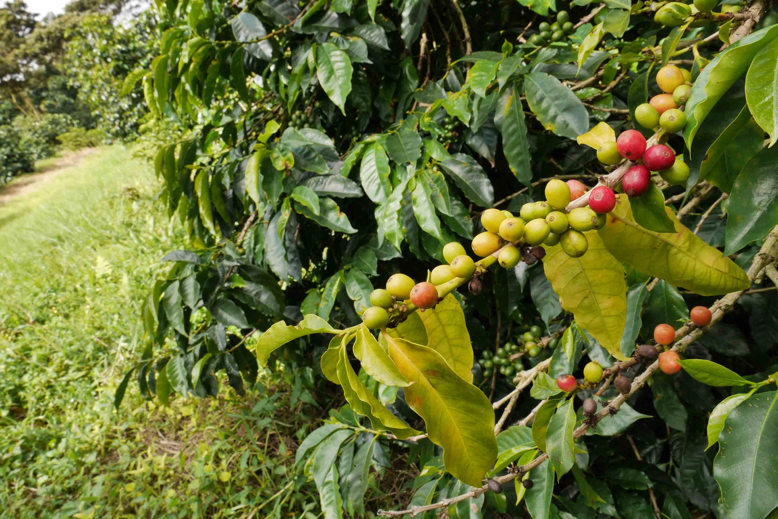 Cerezas de café madurando en Finca Lérida, Boquete, Panamá