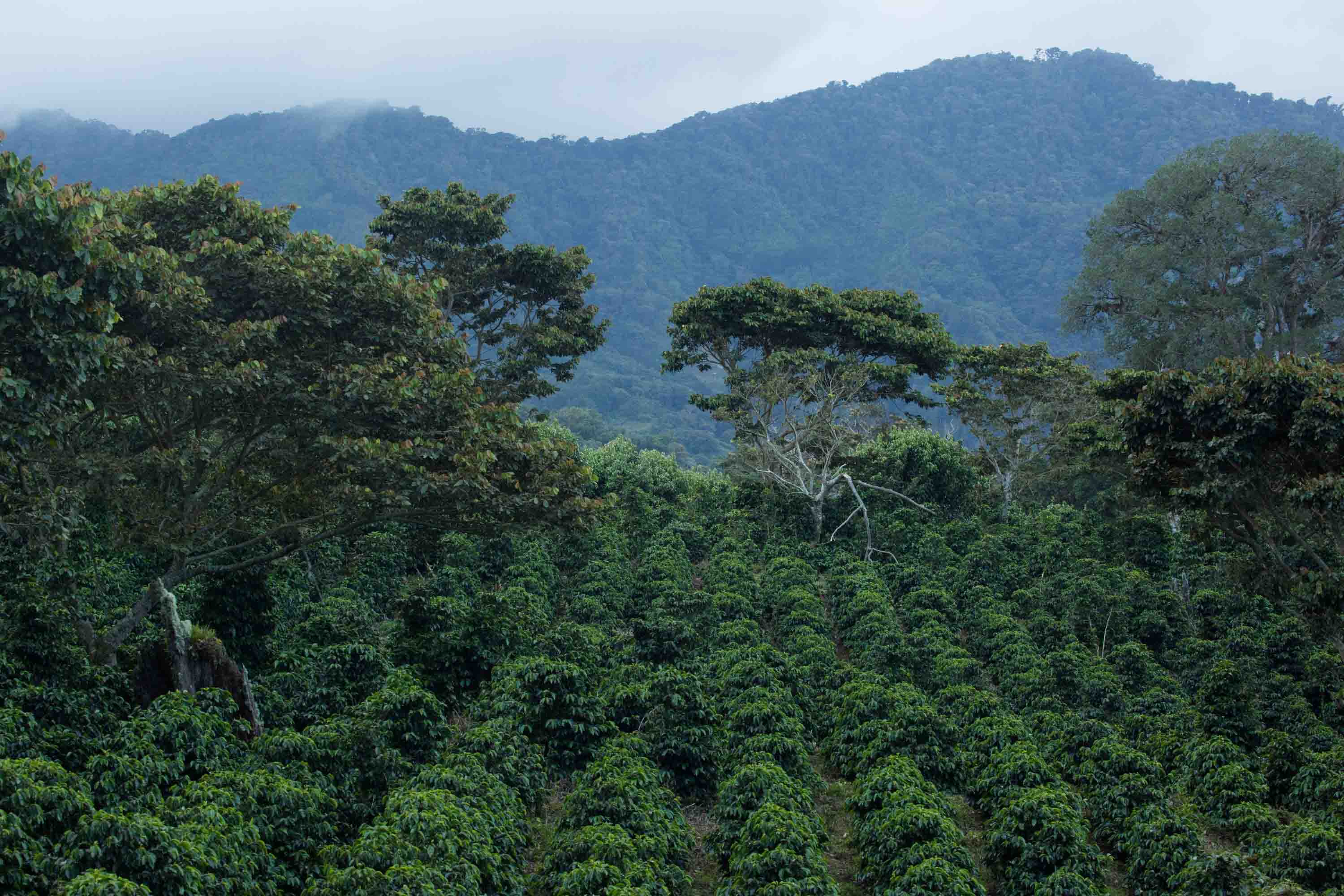 Plantación de café en Finca Lérida, Boquete, Panamá