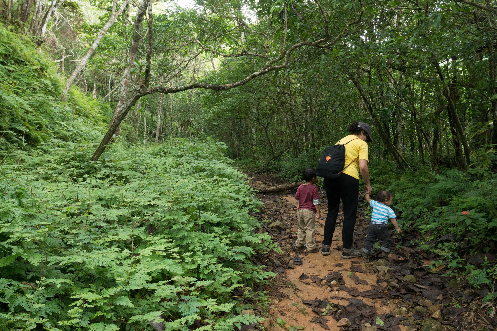 Caminando con niños en el sendero Panamá del parque nacional Altos de Campana, Panamá