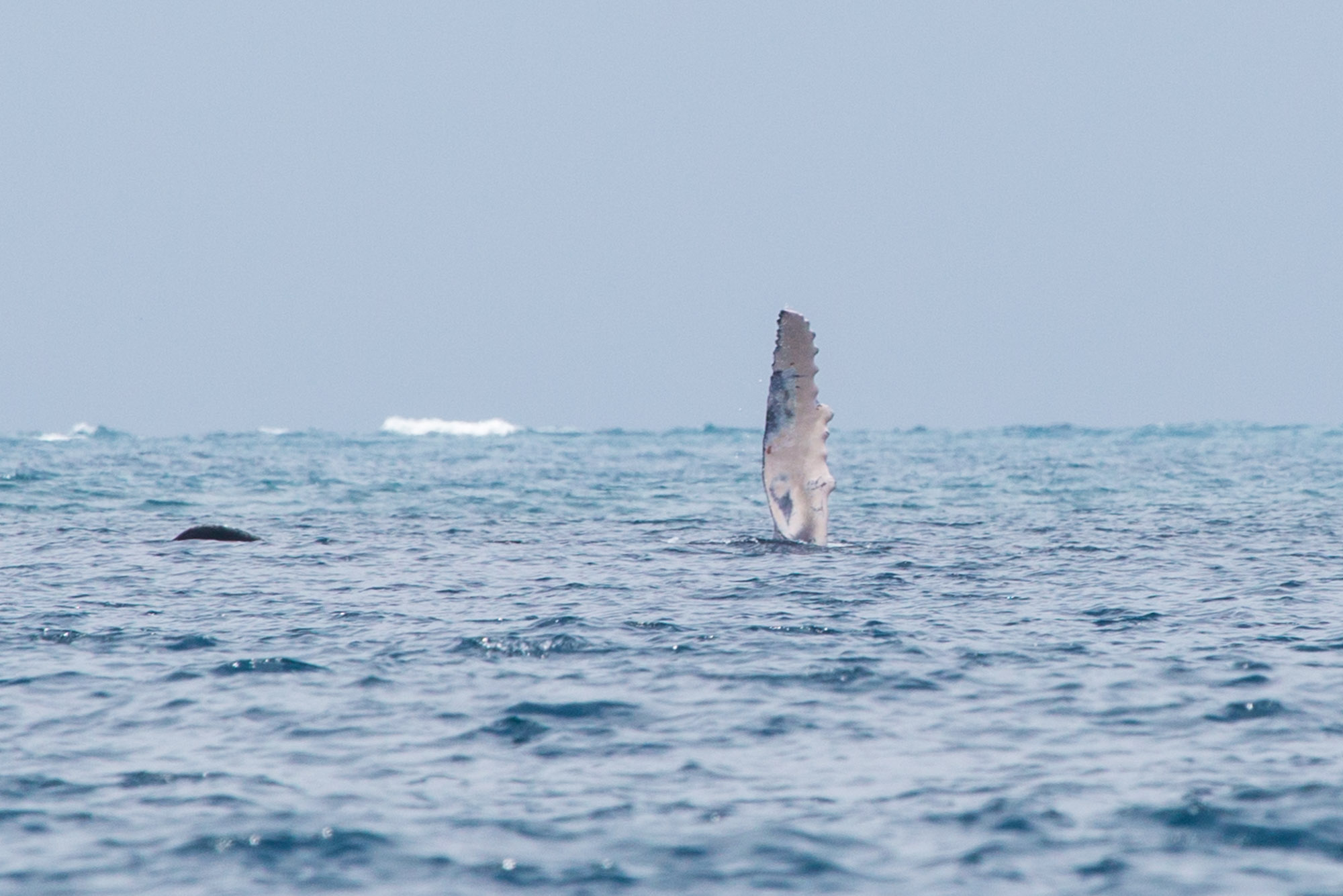 Aleta pectoral de ballena jorobada en el archipiélago de Las Perlas, Panamá