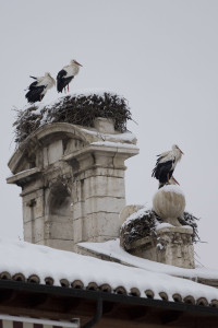 Cigüeñas nevadas en Alcalá de Henares