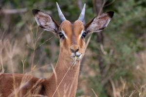 Un impala en la reserva de Hluluwe/Umfolozi, Sudáfrica