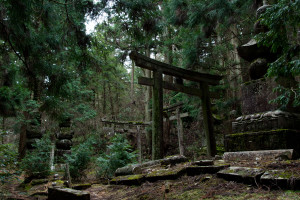 Toriis y tumbas en el cementerio de Okunoin, Koya-san, Japón