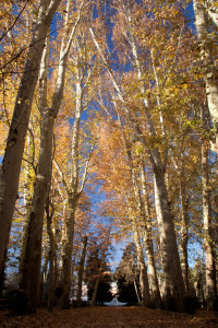 Otoño en el Jardín del Príncipe, Aranjuez, España
