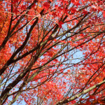 Fotos de la semana Nº 41, octubre 2011: los colores del otoño
