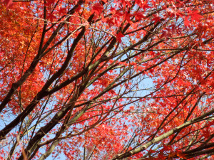 Otoño en el jardín del este del Palacio Imperial de Tokio, Japón