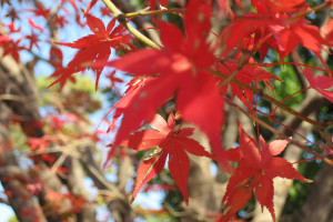 Detalle de hojas otoñales en el jardín del este del Palacio Imperial de Tokio, Japón