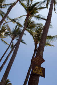 ¡Cuidado con los cocos de Kauai!