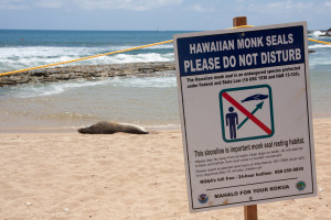 Foca monje hawaiiana en una playa de Kauai, Hawaii, EE.UU.