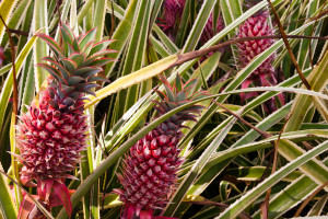 Piñas exóticas en la plantación Dole, Oahu, Hawaii, EE.UU.