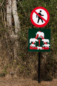 Peligro, animales salvajes en las reservas de Hluhluwe y Umfolozi, Sudáfrica