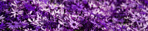 Una cama de flores moradas en el Parc Güell de Barcelona, España