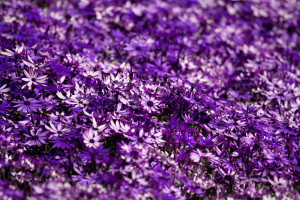 Una preciosa cama de flores moradas en el Parc Güell de Barcelona, España