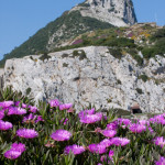 Flores adornando la vista del Peñón de Gibraltar