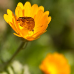 Fotos de la semana Nº 9, febrero-marzo 2012: el colorido mundo de las flores