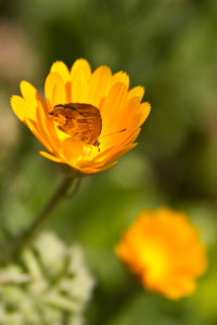 Mariposa y flores en el jardín de la alcazaba de Tánger, Marruecos