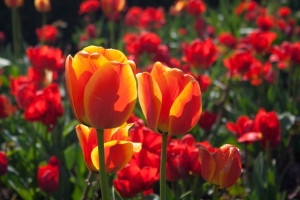 Tulipanes en Estocolmo, Suecia