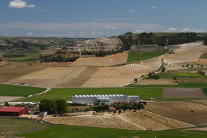 Panóramica de viñedos desde el Castillo de Peñafiel, España