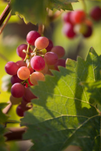 Racimo de uvas en su vid en el jardín del castillo de Cheverny, Francia