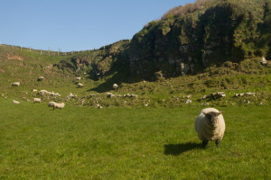 Ovejas en la costa de la Calzada del Gigante, Irlanda del Norte