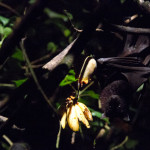 Murciélago de la fruta en el Night Safari, el zoológico nocturno de Singapur