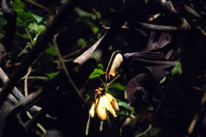 Murciélago de la fruta en el Night Safari, el zoológico nocturno de Singapur