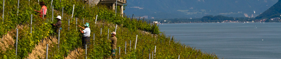 Trabajando en un viñedo en las terrazas de Lavaux, Suiza, a orillas del lago Lemán
