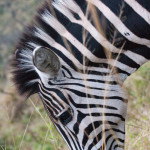 Cebra en la reserva de Hluhluwe-Umfolozi, Sudáfrica