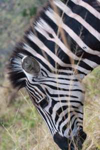 Cebra en la reserva de Hluhluwe-Umfolozi, Sudáfrica