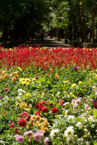 Flores salpicadas de verdor en una de las plazas de los jardines del Príncipe de Aranjuez, España.