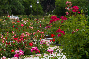 La rosaleda del Parque del Oeste en Madrid, España.
