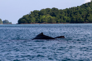 Ballena jorobada con cría en la isla de Coiba, Panamá