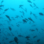 Cardúmenes de peces en las aguas del Parque Nacional Coiba, Panamá