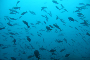 Cardúmenes de peces en las aguas del Parque Nacional Coiba, Panamá