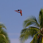 Guacamayas bandera sobrevolando la isla de Coiba. Panamá