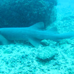 Un tiburón nodriza en el Parque Nacional Coiba, Panamá