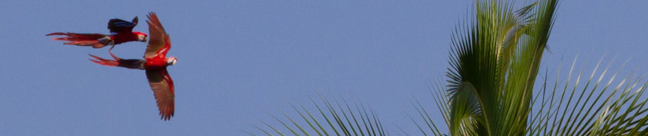 Guacamayas bandera sobrevolando la Isla de Coiba, Panamá
