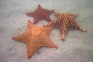 Estrellas de mar en el archipiélago de San Blas o Guna Yala, Panamá
