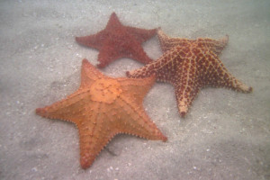Estrellas de mar en el archipiélago de San Blas o Guna Yala, Panamá