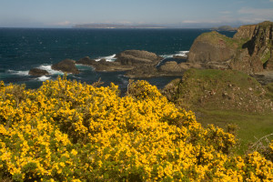 Flores de canola en la Costa de la Calzada, Irlanda del Norte